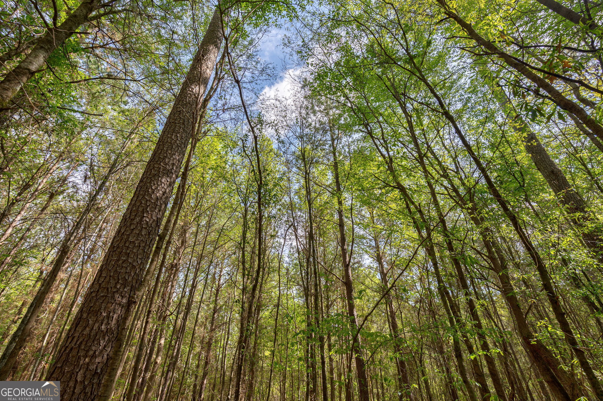 1569 Skull Shoals Road Washington, GA 30673 - Photo 11 of 19