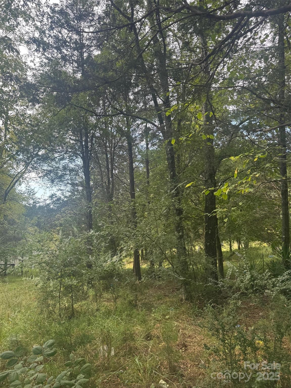 2630 Legion Road Smyrna, SC 29743 - Photo 4 of 6 a view of a forest with trees