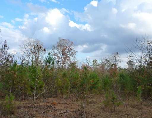 0 Smiling Acres/tract B Road Amite, LA 70422 - Photo 8 of 8 Gallery Image 8