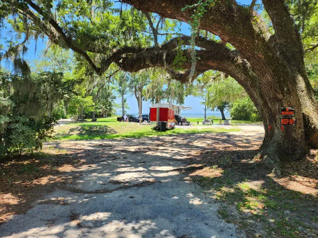 a view of a yard with plants and large trees