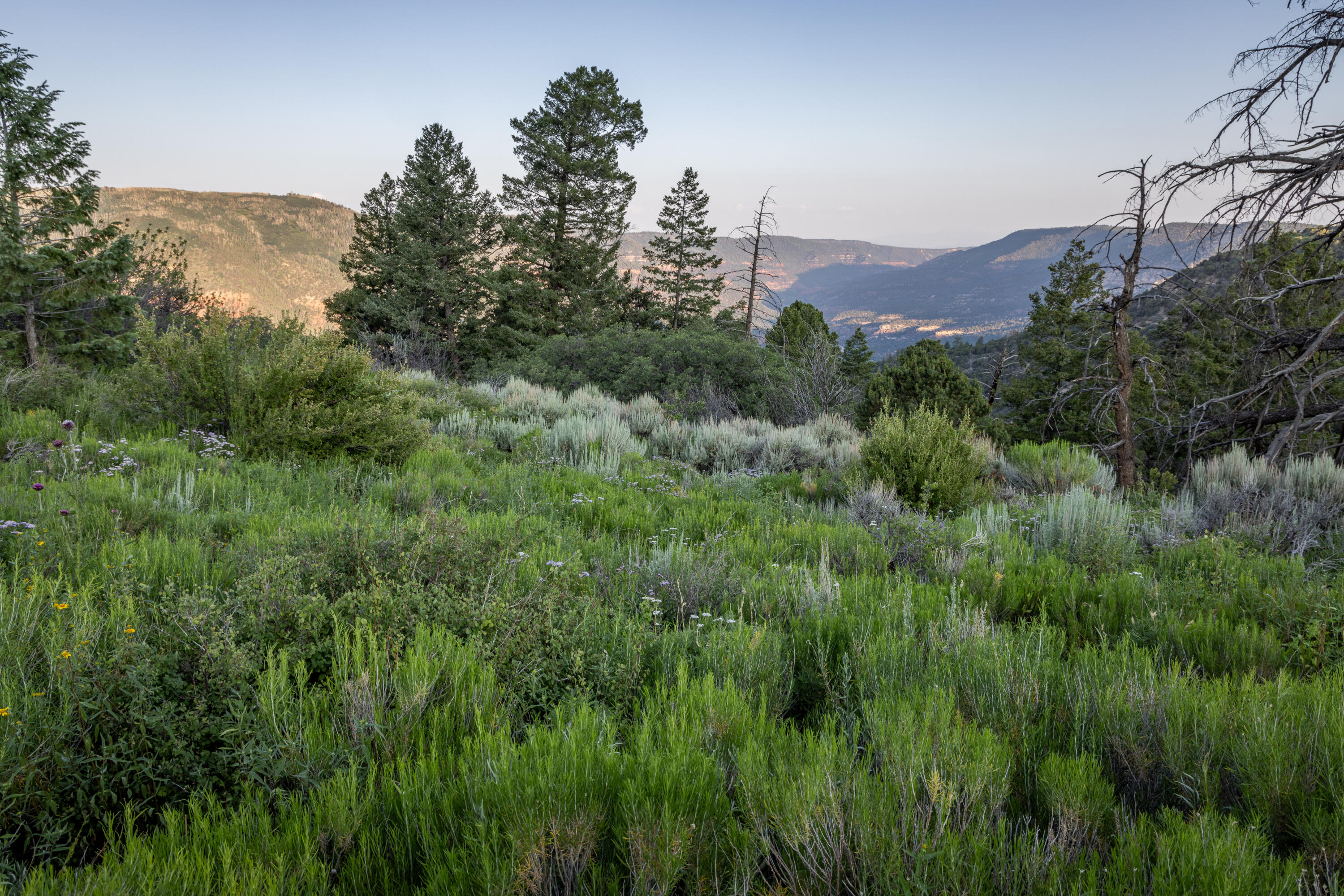462 Dragon Lode Drive Placerville, CO 81430 - Photo 41 of 46 a view of a lush green field