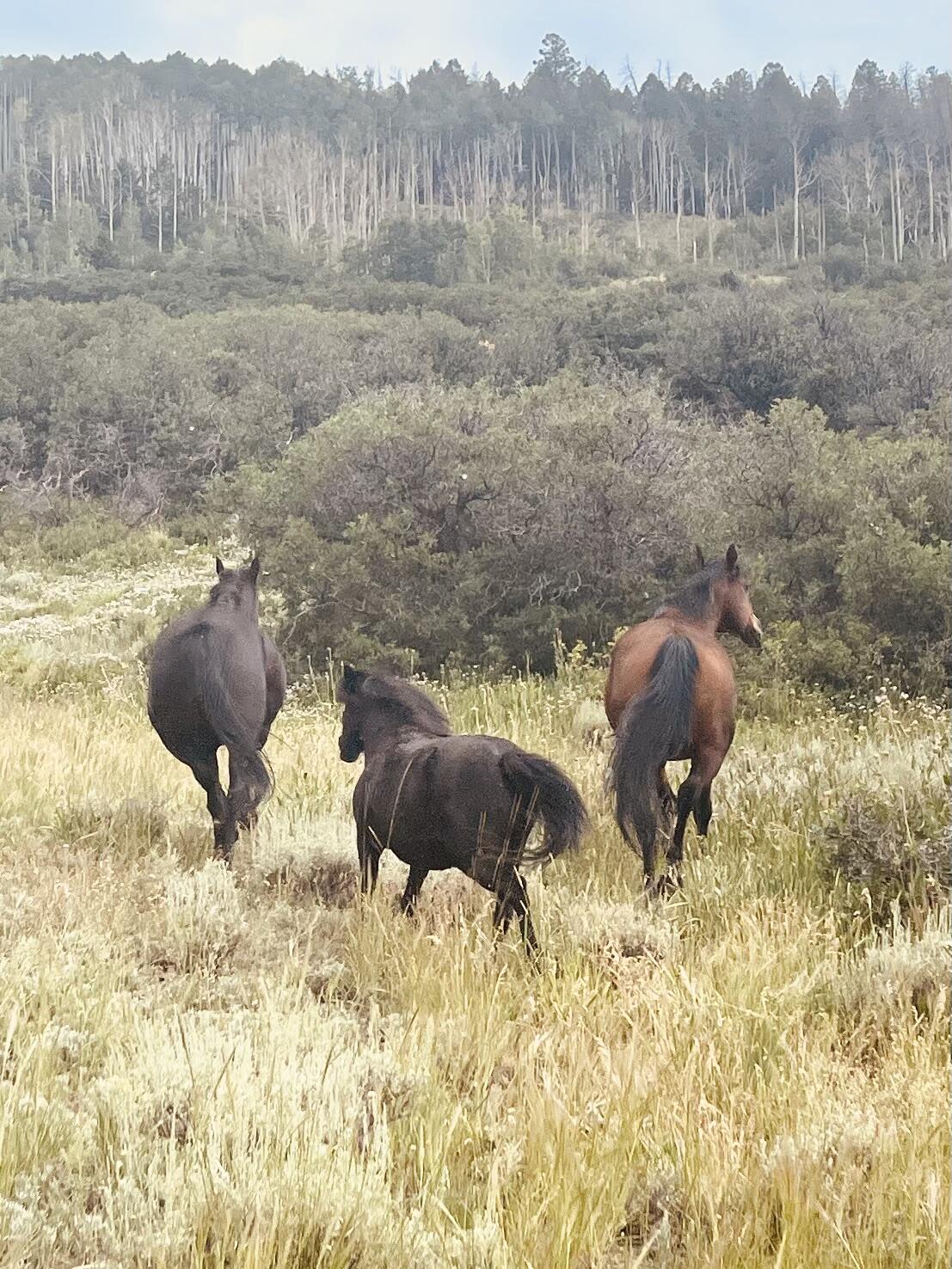 462 Dragon Lode Drive Placerville, CO 81430 - Photo 44 of 46 a view of garden