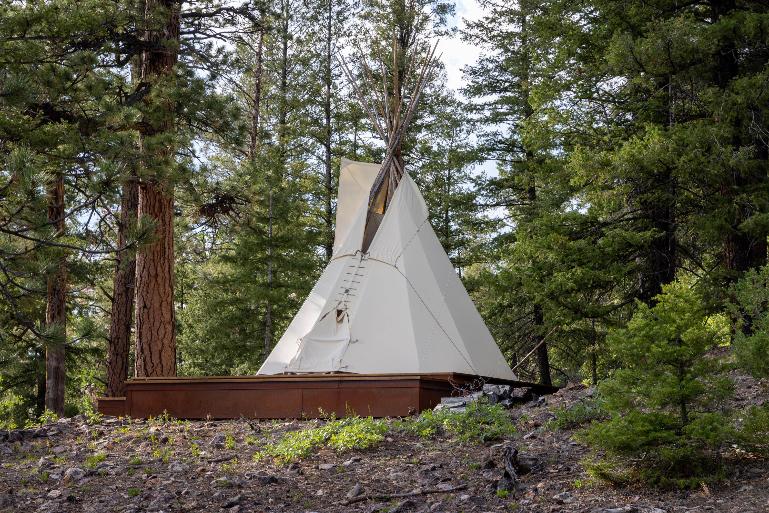 462 Dragon Lode Drive Placerville, CO 81430 - Photo 9 of 46 a view of backyard with plants and large tree