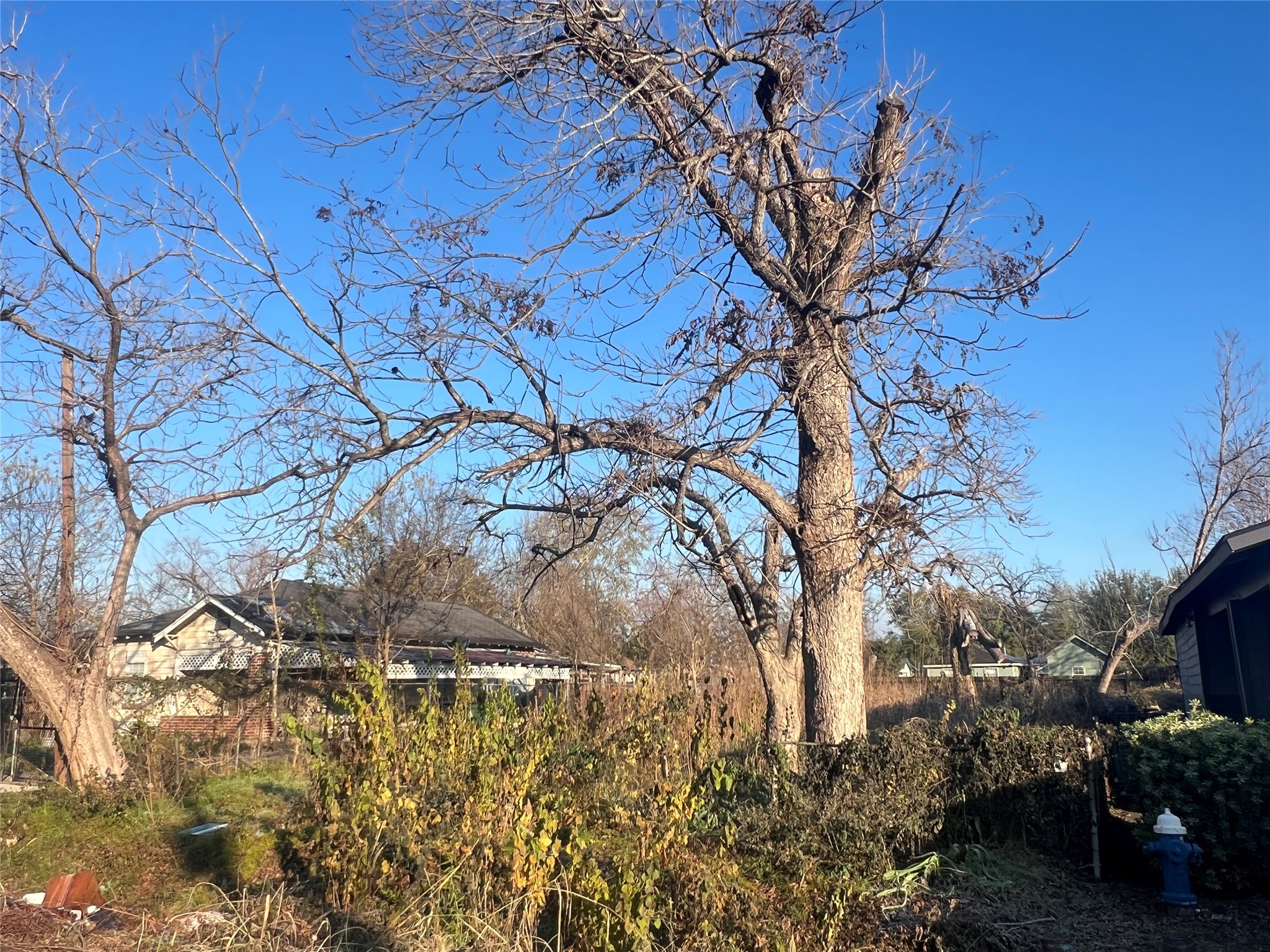 4017 Corto Street Houston, TX 77016 - Photo 2 of 2 a view of a tree in the middle of a yard