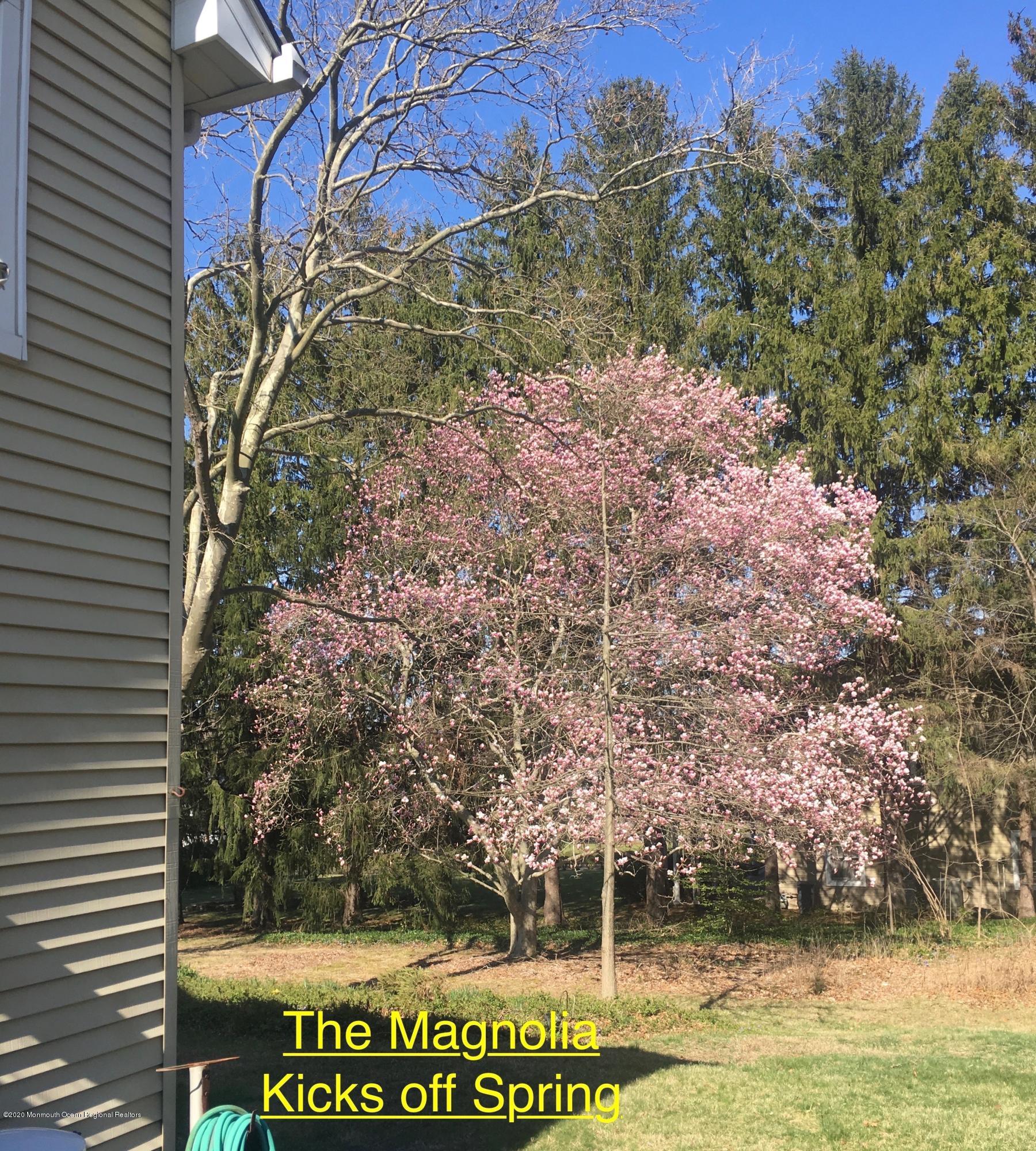 111 Tennent Road Morganville, NJ 07751 - Photo 41 of 41 41 Magnolia Kicks Off Spring