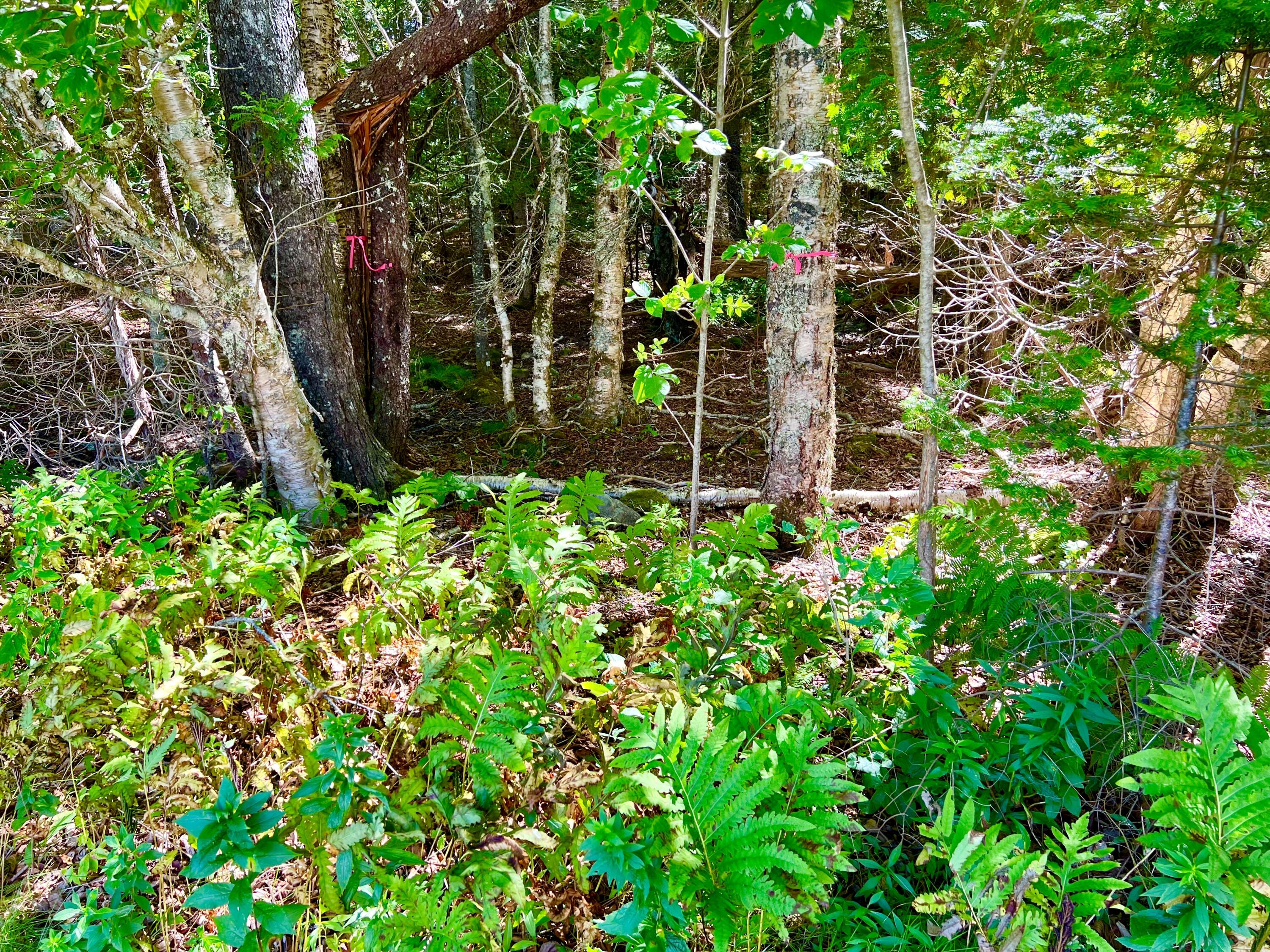 658 Tremont Road Tremont, ME 04612 - Photo 33 of 42 Land