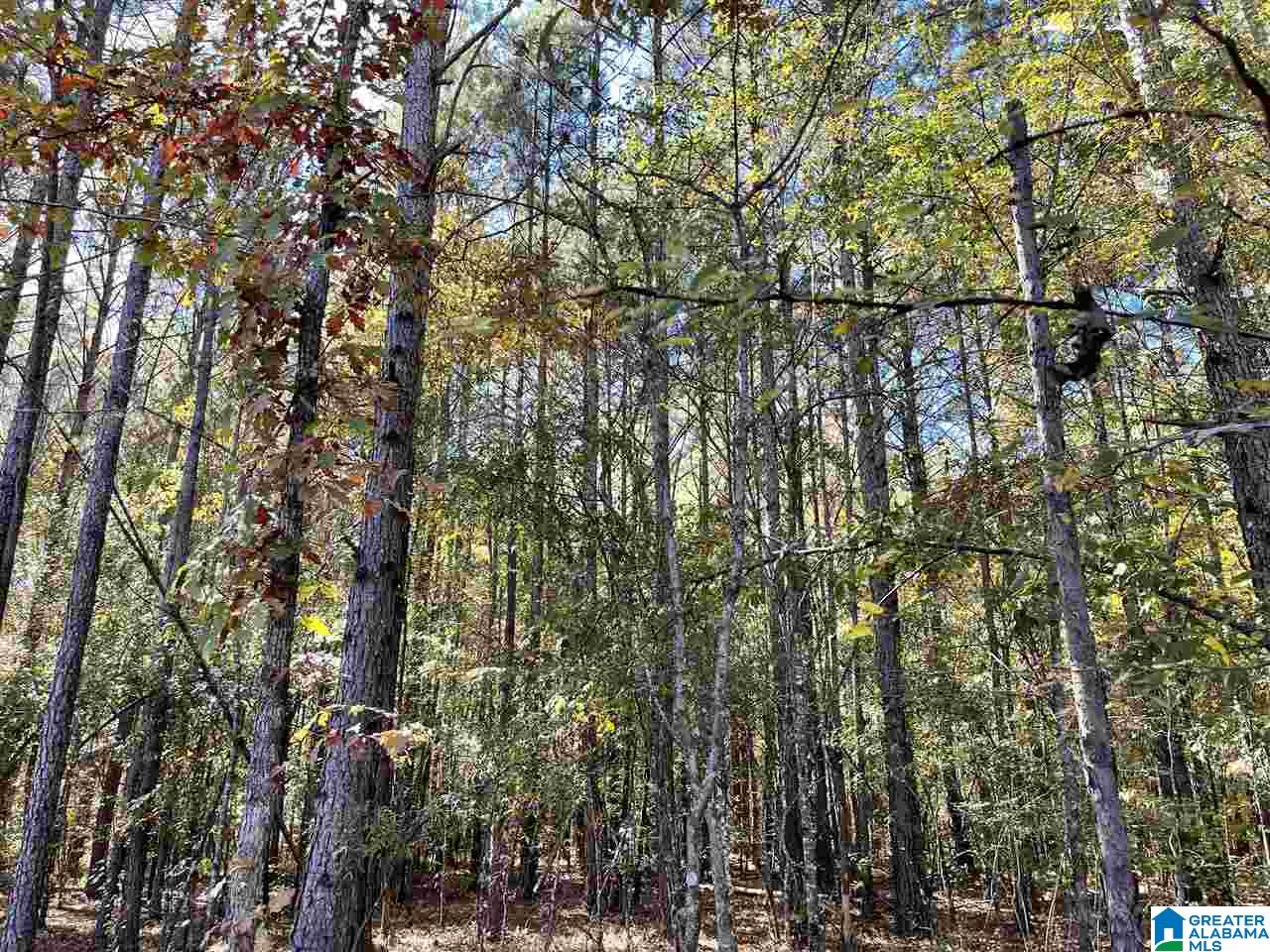 0 North Horton Road Wilsonville, AL 35186 - Photo 5 of 8 Gallery Image 5