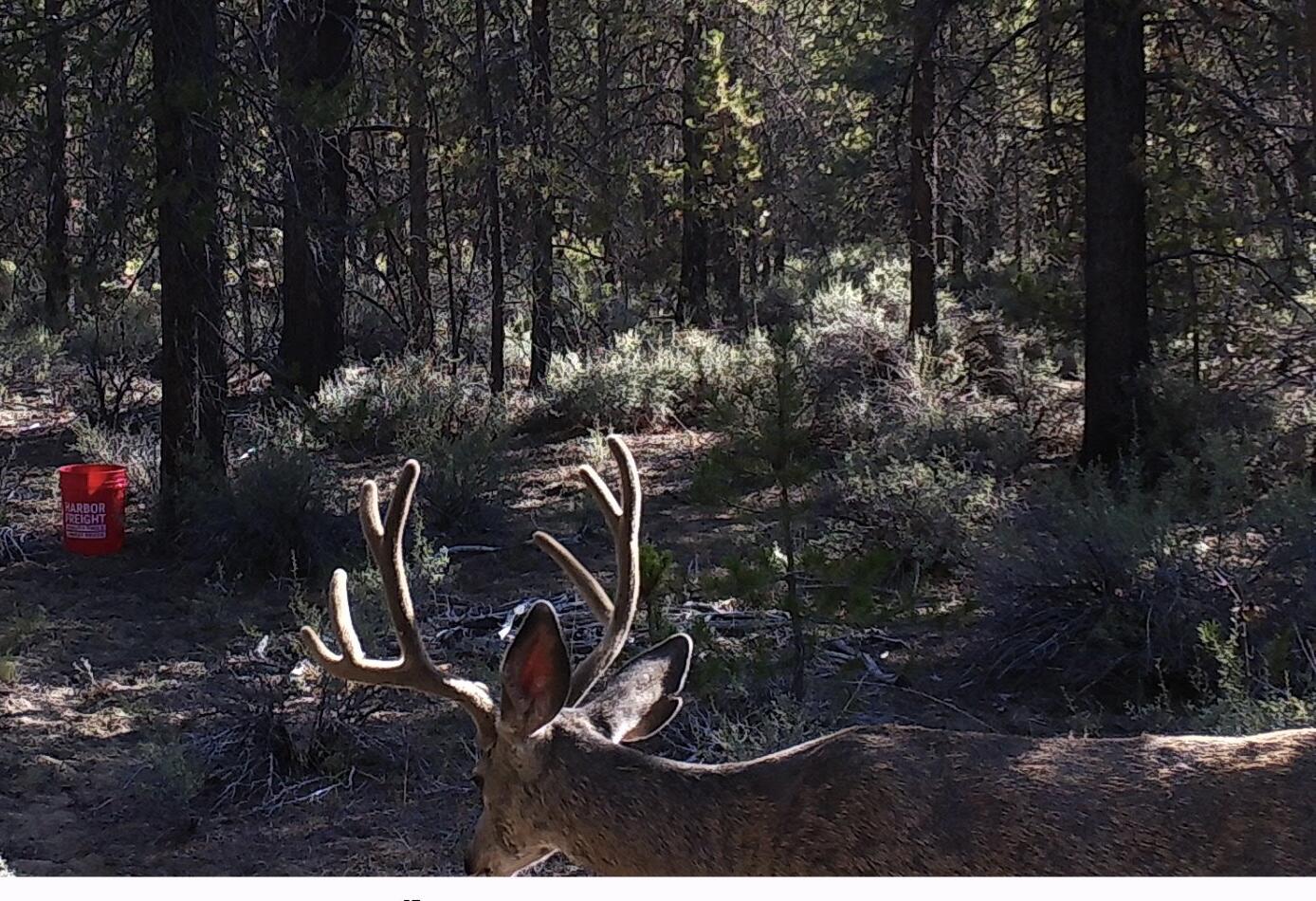 15600 Deedon Lane La Pine, OR 97739 - Photo 9 of 10 Trail Cam Wildlife Pics