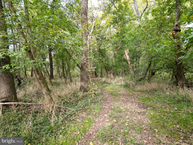 a view of a forest with trees in the background