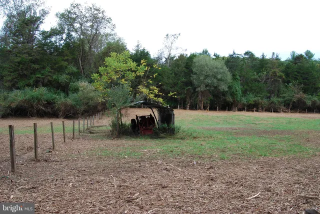 a view of a lush green forest