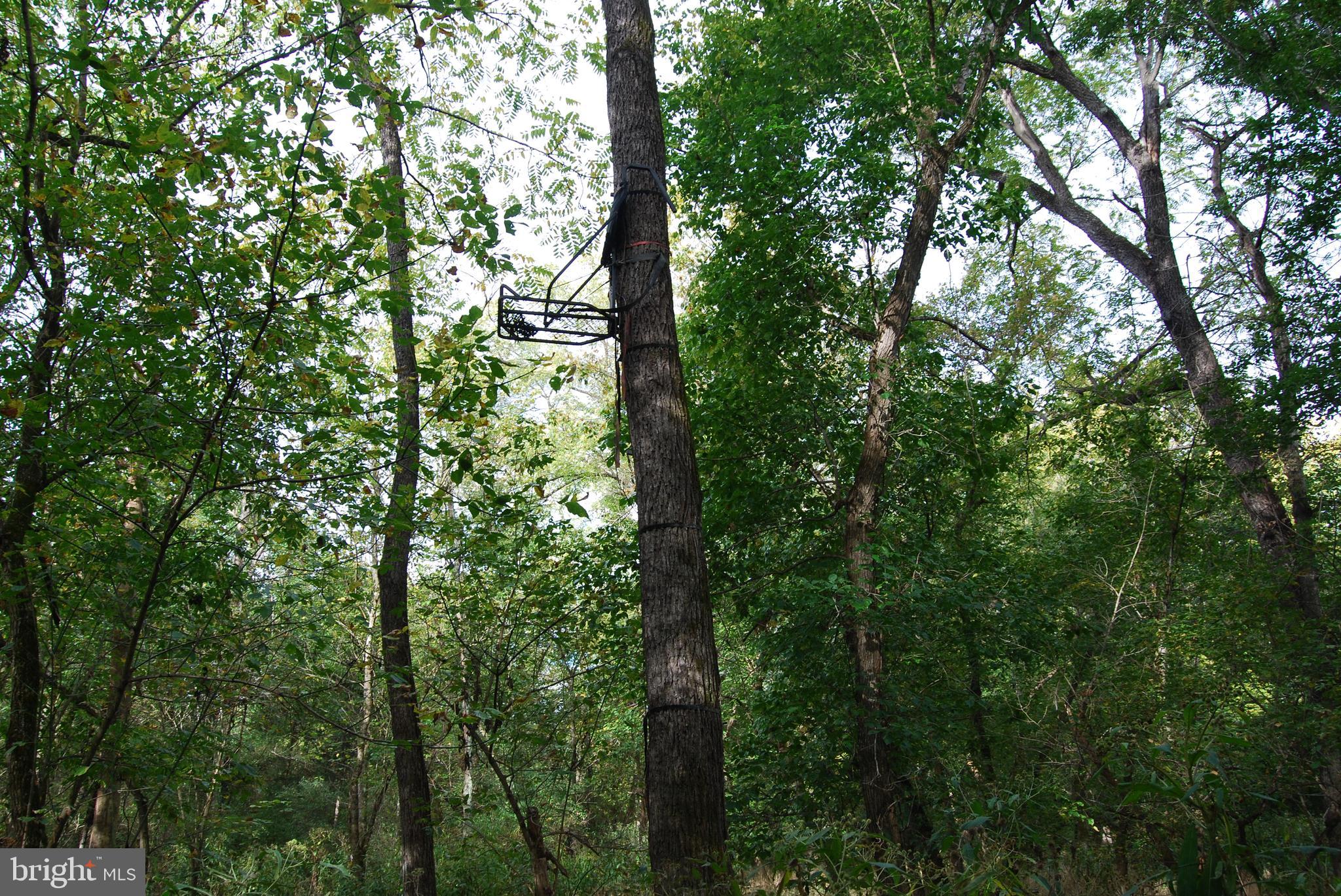 2983 Old Winchester Road Boyce, VA 22620 - Photo 25 of 91 a view of outdoor space and trees