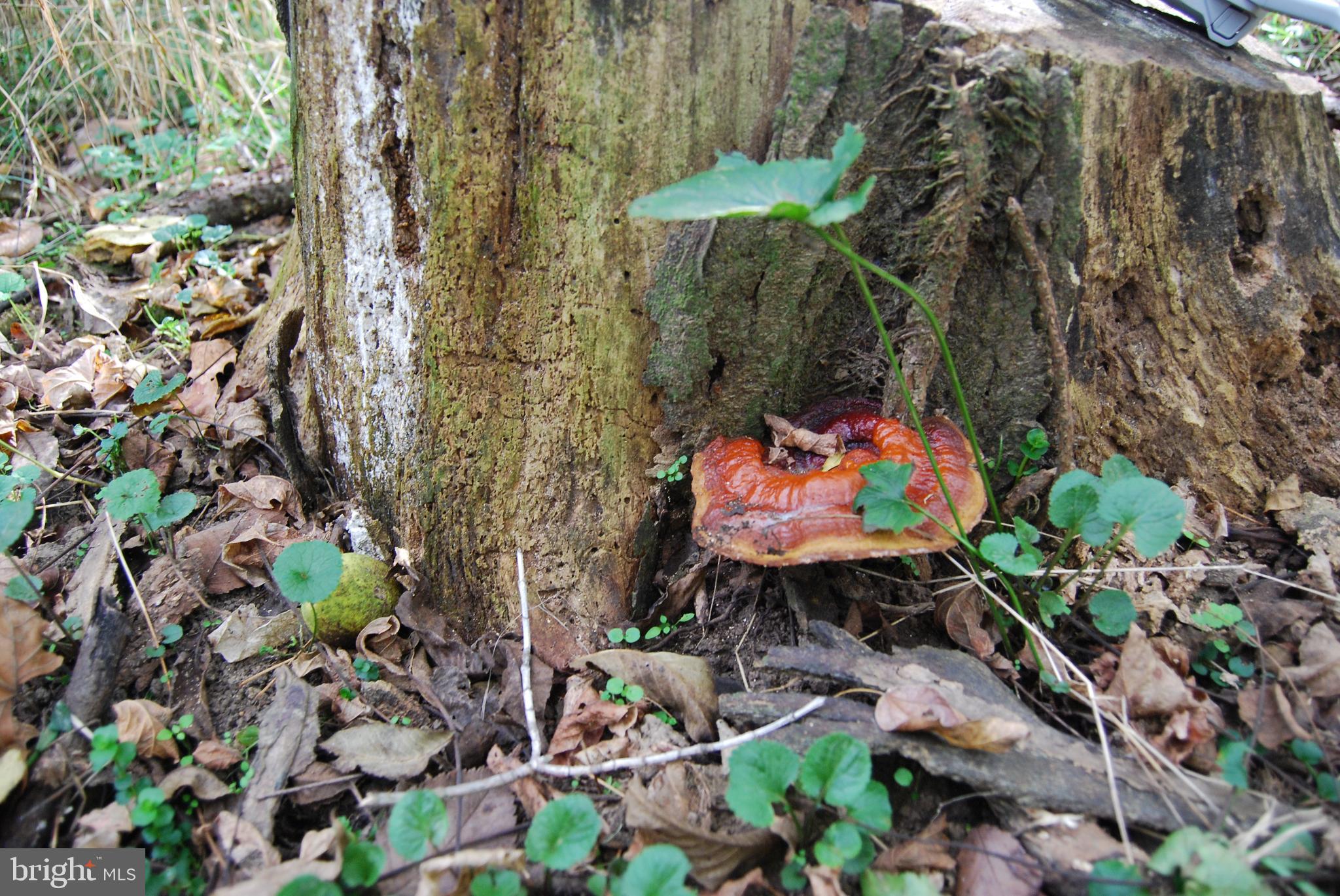 2983 Old Winchester Road Boyce, VA 22620 - Photo 26 of 91