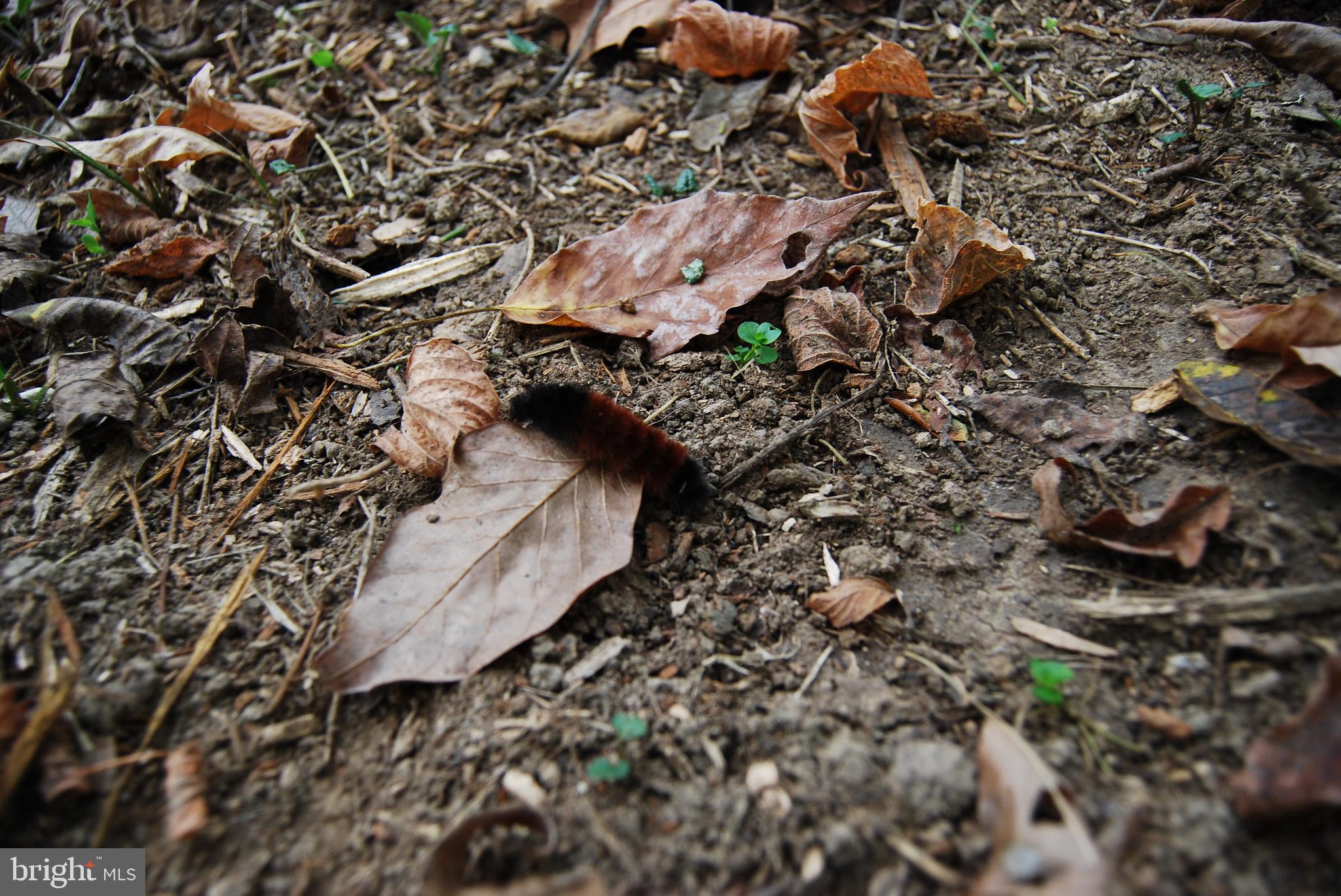 2983 Old Winchester Road Boyce, VA 22620 - Photo 29 of 91