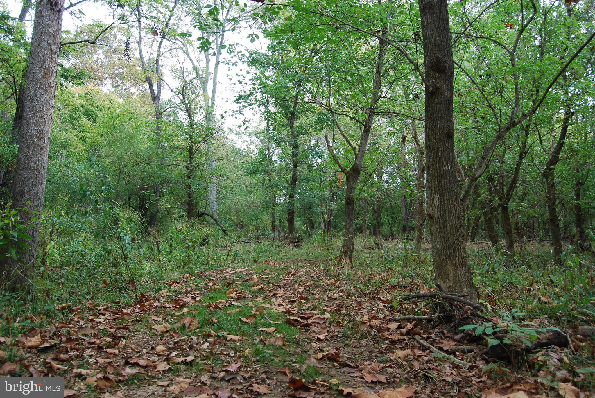 2983 Old Winchester Road Boyce, VA 22620 - Photo 31 of 91 a view of a lush green forest