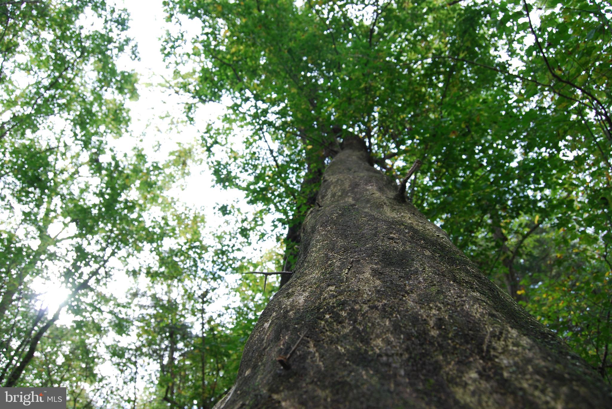 2983 Old Winchester Road Boyce, VA 22620 - Photo 32 of 91