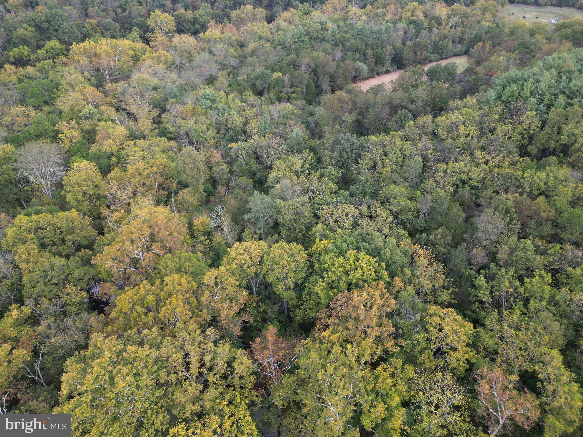 2983 Old Winchester Road Boyce, VA 22620 - Photo 34 of 91 a view of a forest with a street