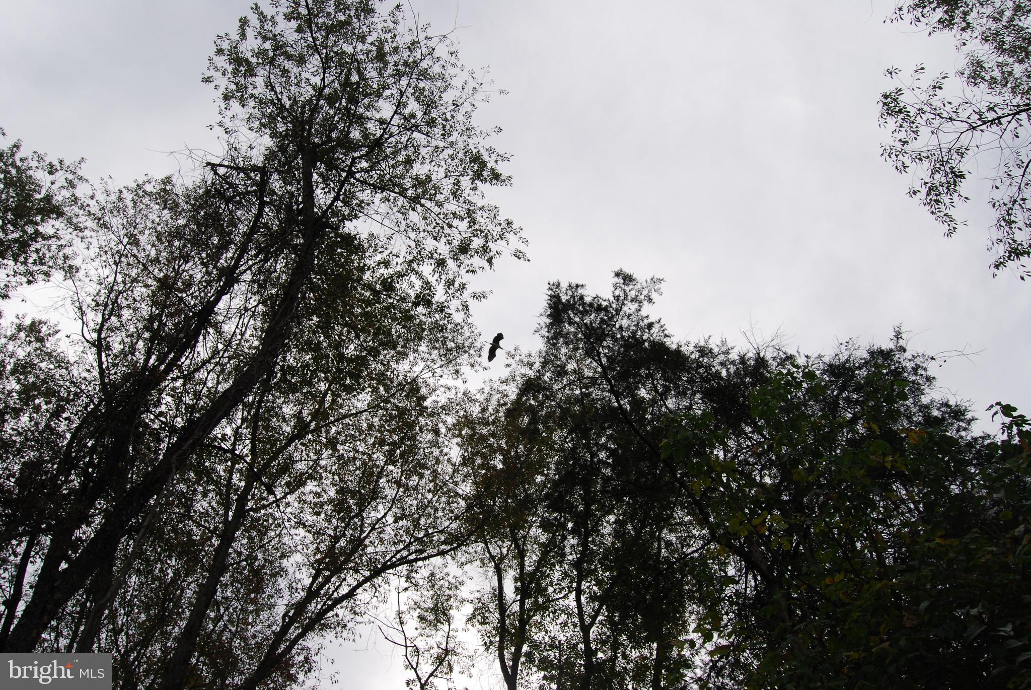 2983 Old Winchester Road Boyce, VA 22620 - Photo 36 of 91