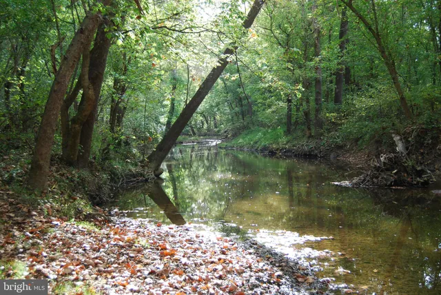 a view of a forest with trees in the background