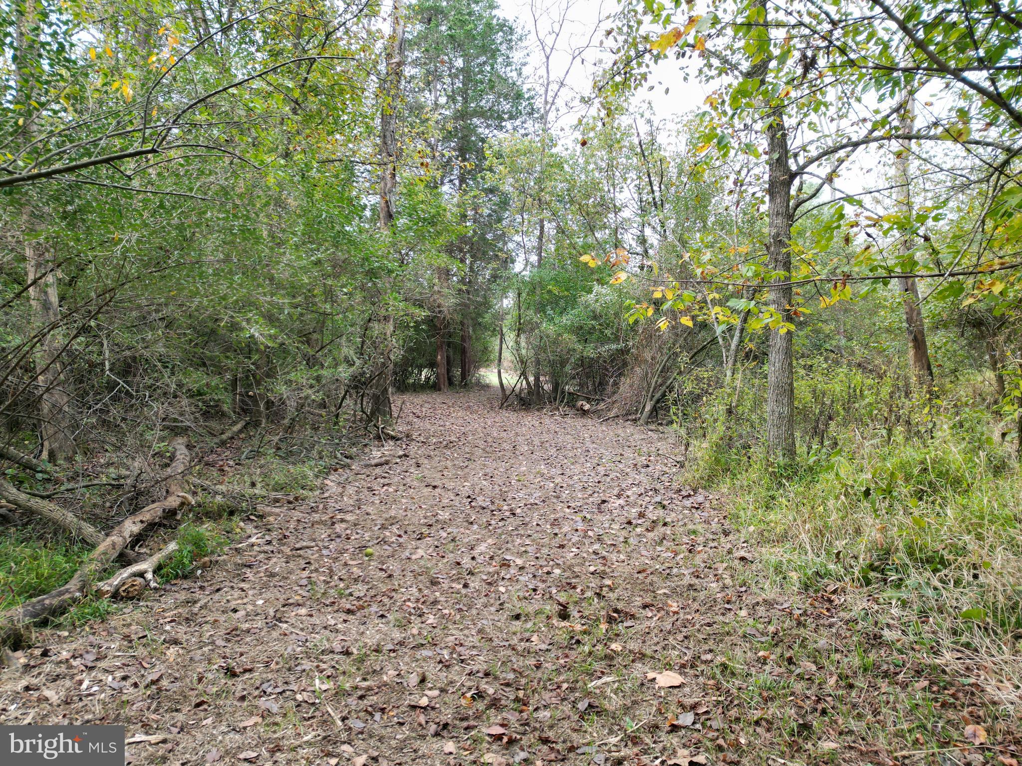 2983 Old Winchester Road Boyce, VA 22620 - Photo 10 of 91 a view of a forest with trees in the background