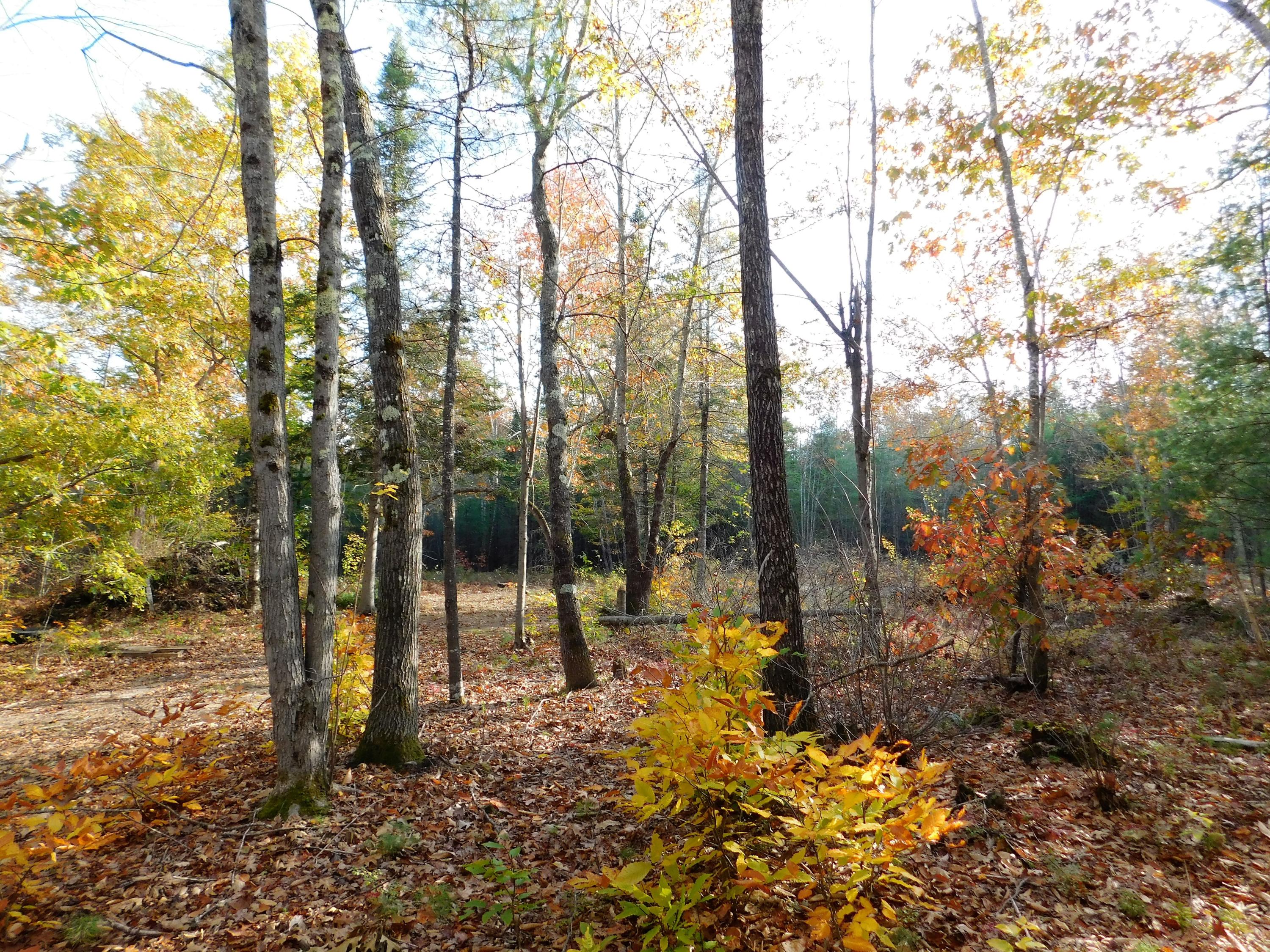 1 Winterbrook Road Mechanic Falls, ME 04256 - Photo 16 of 18 Partial Clearing