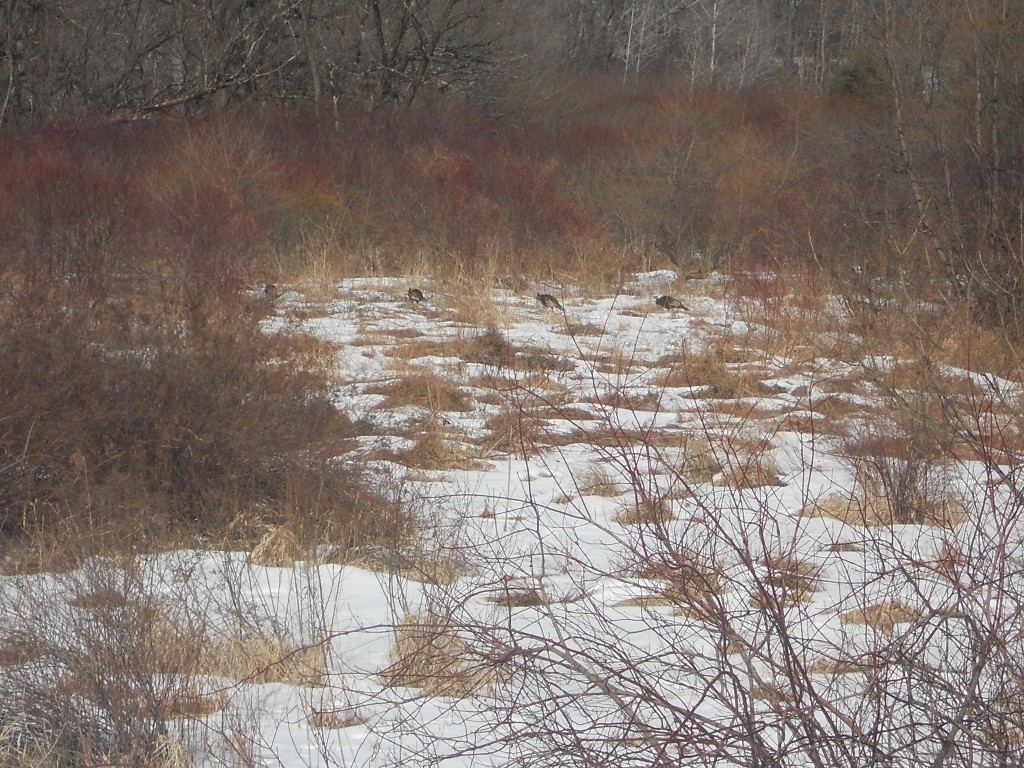 0 Prospect Valley Road Candor, NY 13743 - Photo 26 of 28