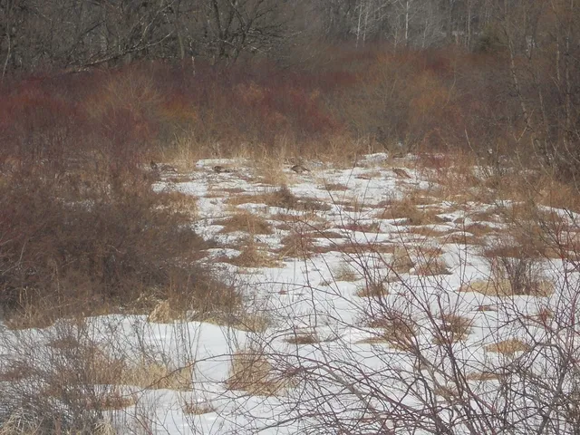 $85,000 | 0 Prospect Valley Road, Candor, NY 13743