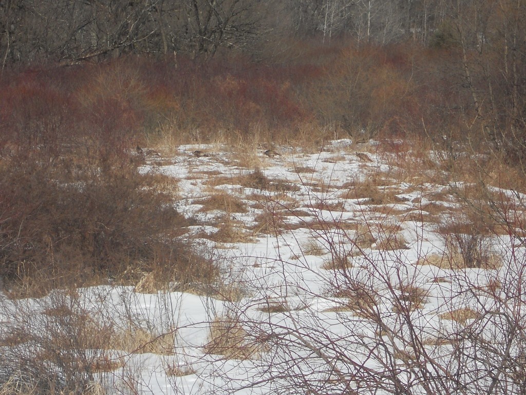 0 Prospect Valley Road Candor, NY 13743 - Photo 28 of 28