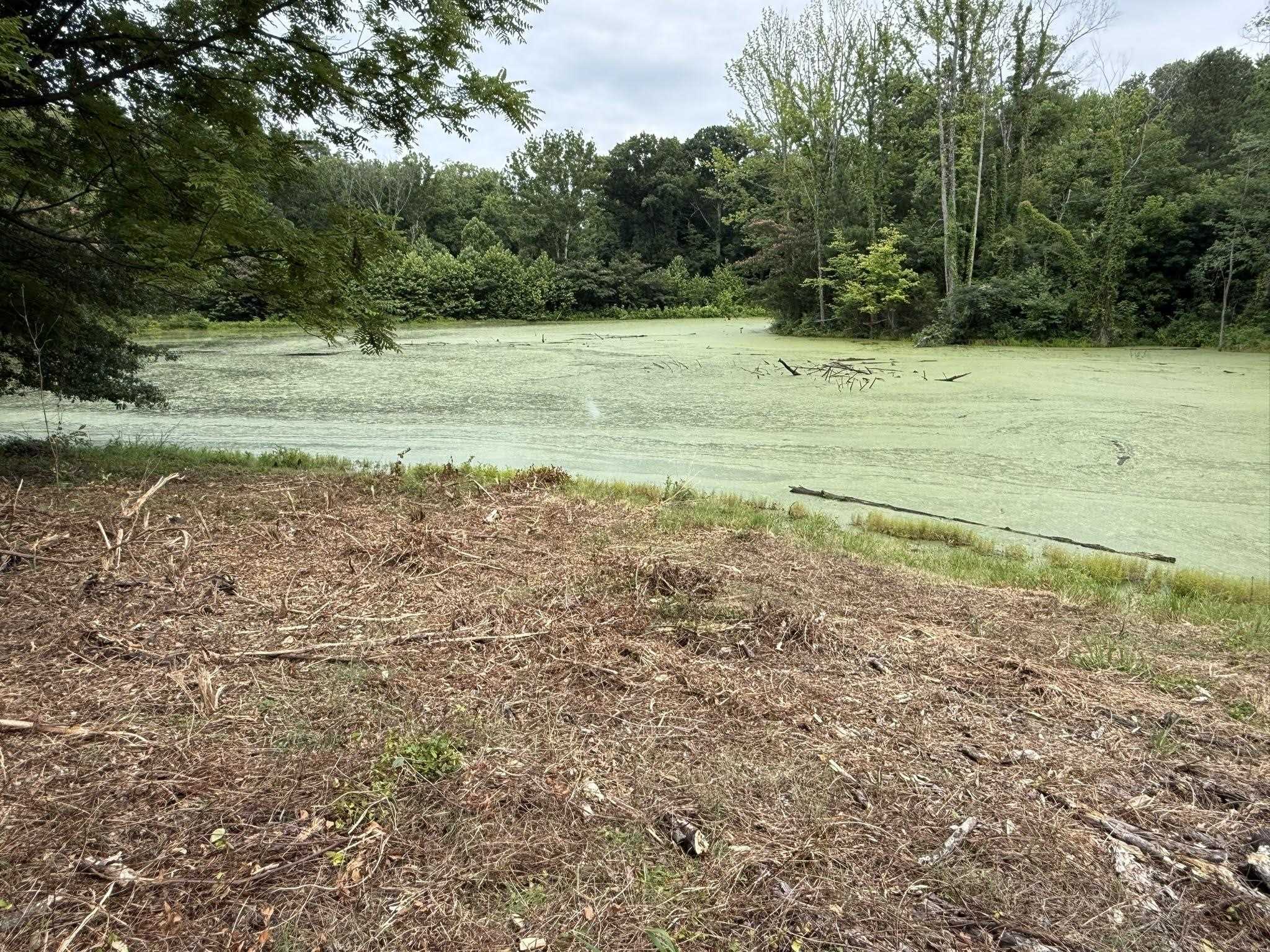 6760 Locke Road Millington, TN 38053 - Photo 33 of 39 Pond with green surface vegetation and surrounding dense foliage