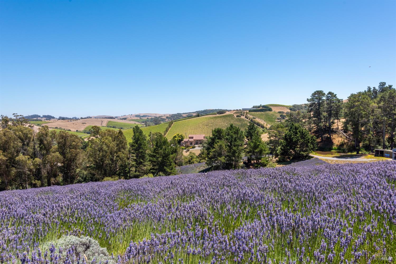 3518 Bloomfield Road Sebastopol, CA 95472 - Photo 72 of 88