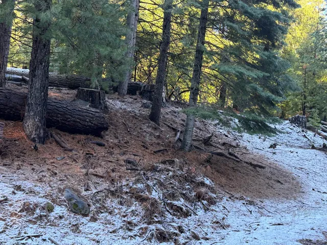 a view of a yard with plants and trees