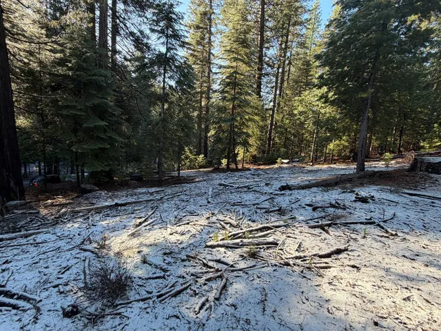 a view of a backyard with large trees