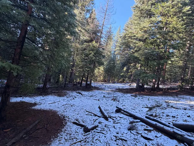a view of a yard with a tree