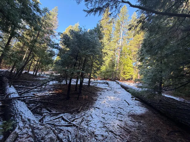 a view of a yard with plants and trees