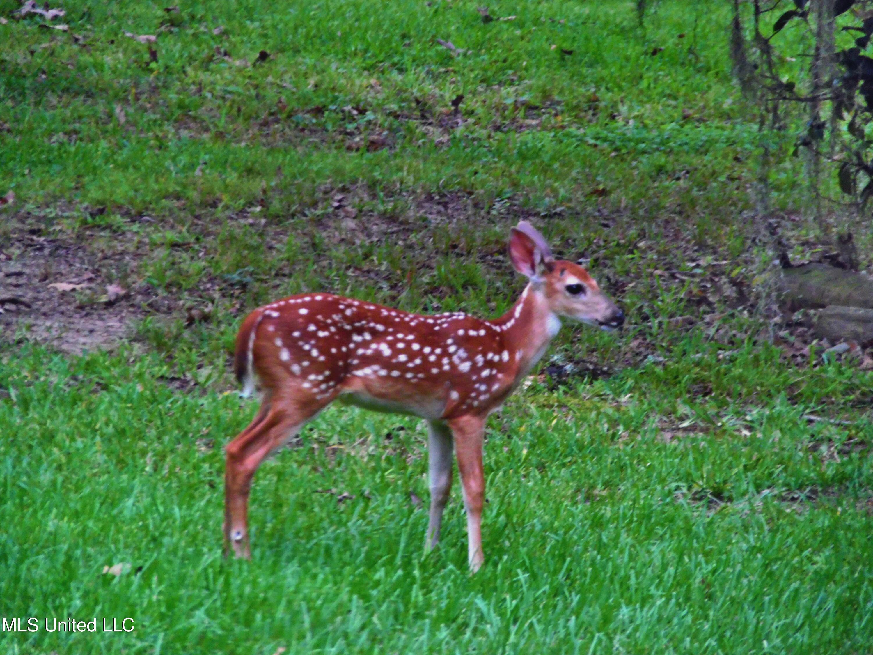 392 Abernathy Road Flora, MS 39071 - Photo 27 of 34 Deer 2