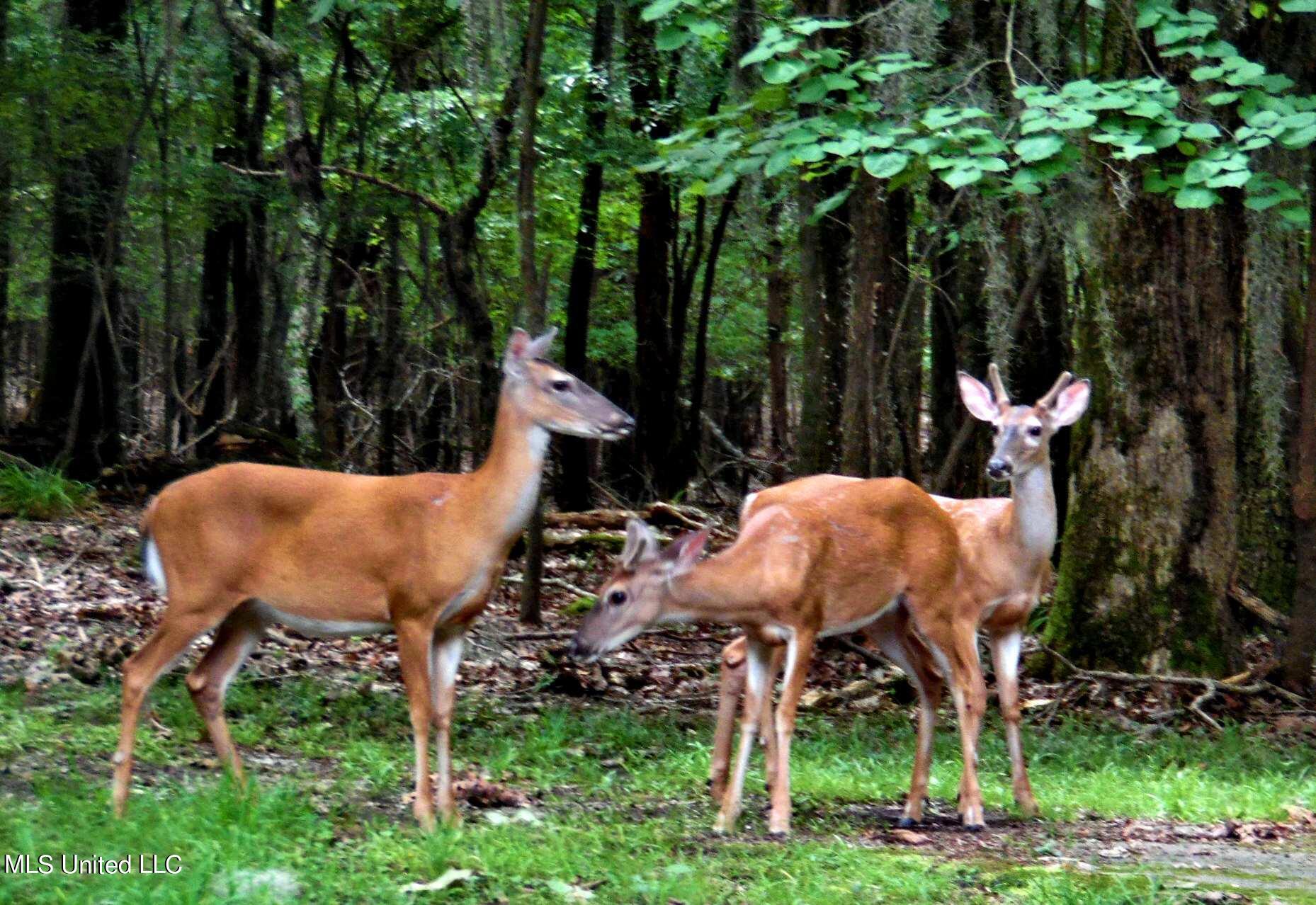 392 Abernathy Road Flora, MS 39071 - Photo 3 of 34 Deer 1