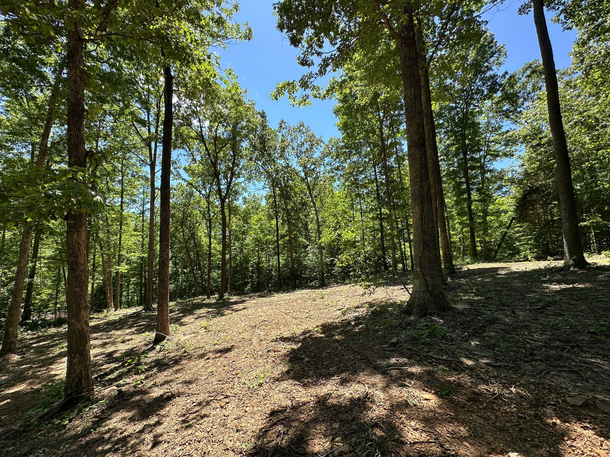 10 Riverside Benleo Road Bowling Green, KY 42101 - Photo 3 of 17 Clearing