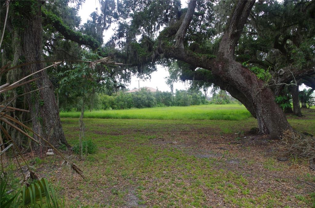 6501 Muck Pond Road Seffner, FL 33584 - Photo 6 of 21 a view of a yard with a tree