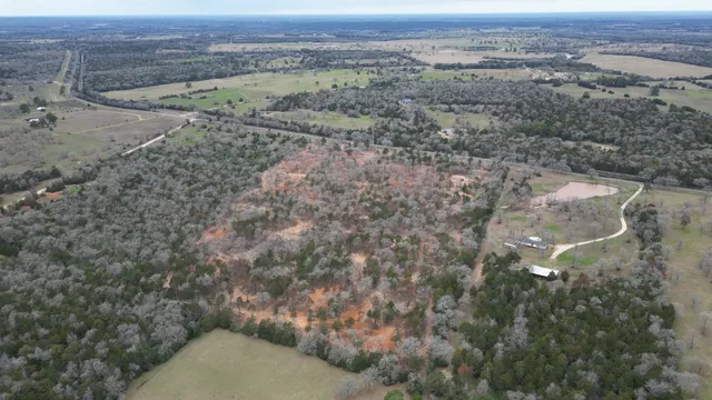 a view of a forest with trees in the background