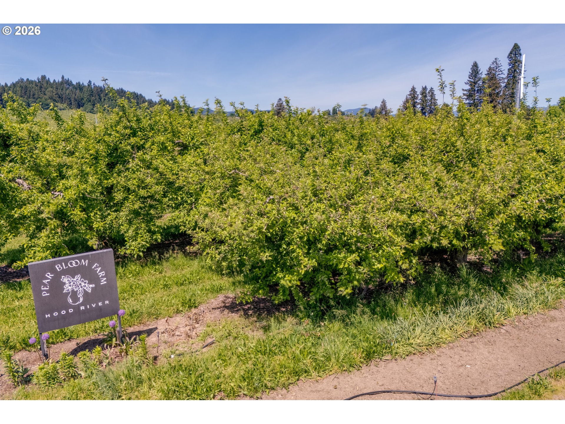 0 Fir Mountain Road Hood River, OR 97031 - Photo 31 of 38