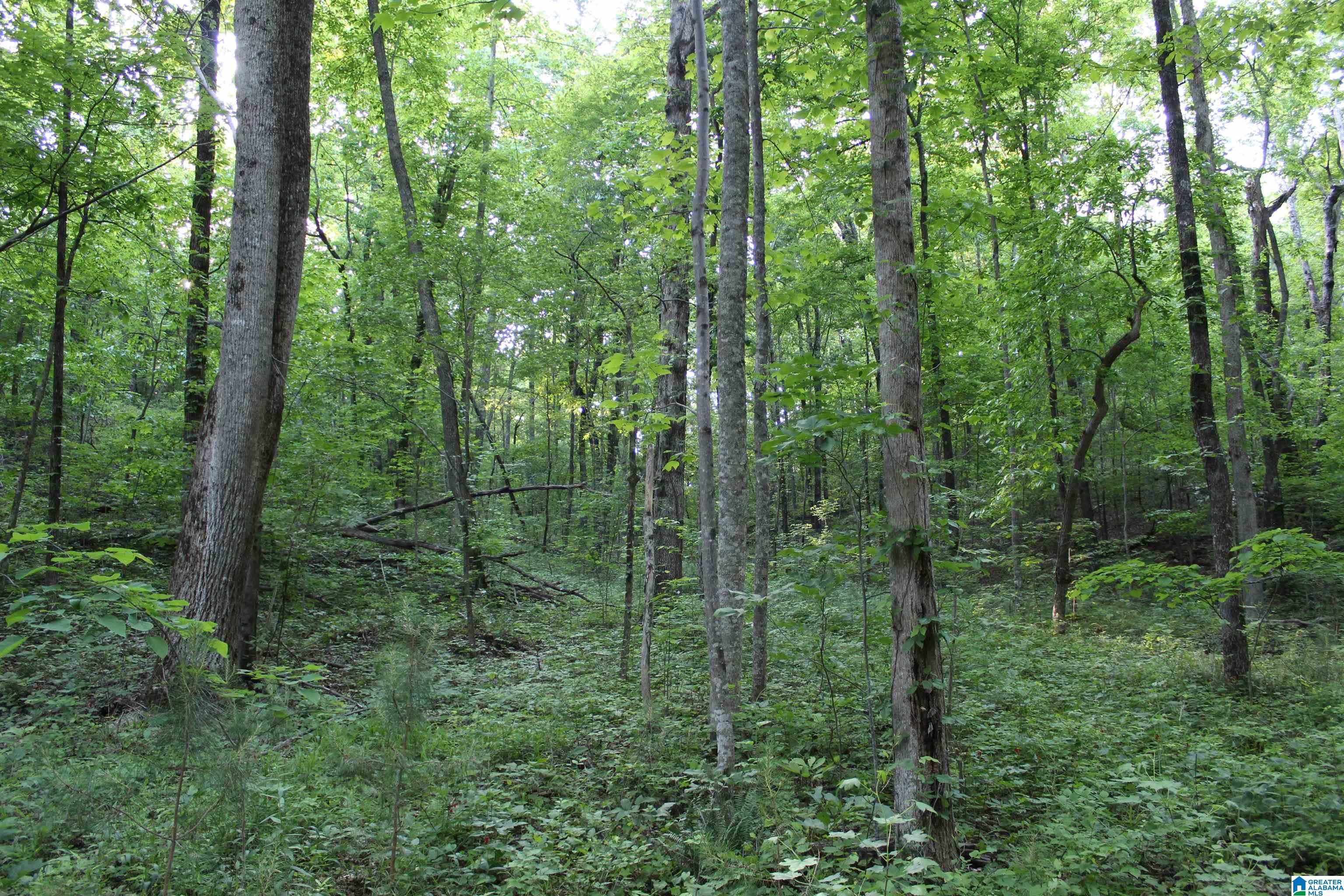 1 Goodner Mountain Road, Unit 1 Pinson, AL 35126 - Photo 8 of 19