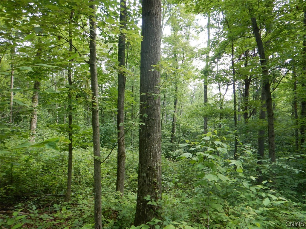 Bull Hill Road Newfield, NY 14867 - Photo 8 of 36