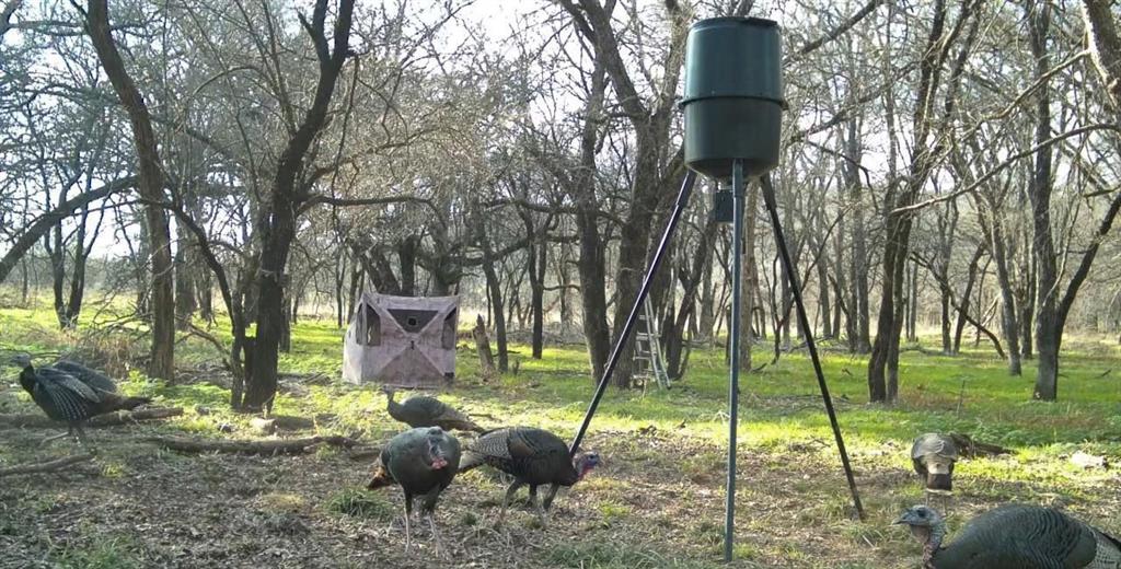 200 Patterson Lane Palo Pinto, TX 76484 - Photo 23 of 24 a backyard of a house with lots of green space