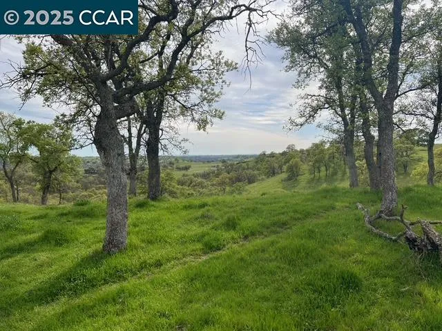 a view of a field with a tree