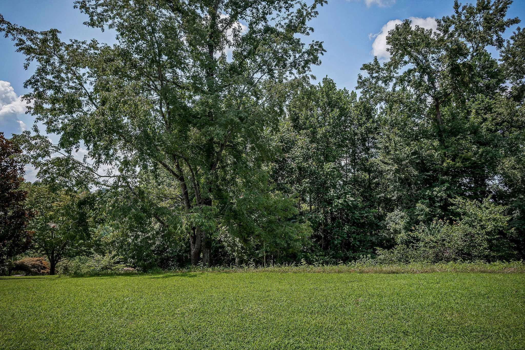 0 Fox Hill Road Baxter, TN 38544 - Photo 13 of 14 a view of a green field with plants
