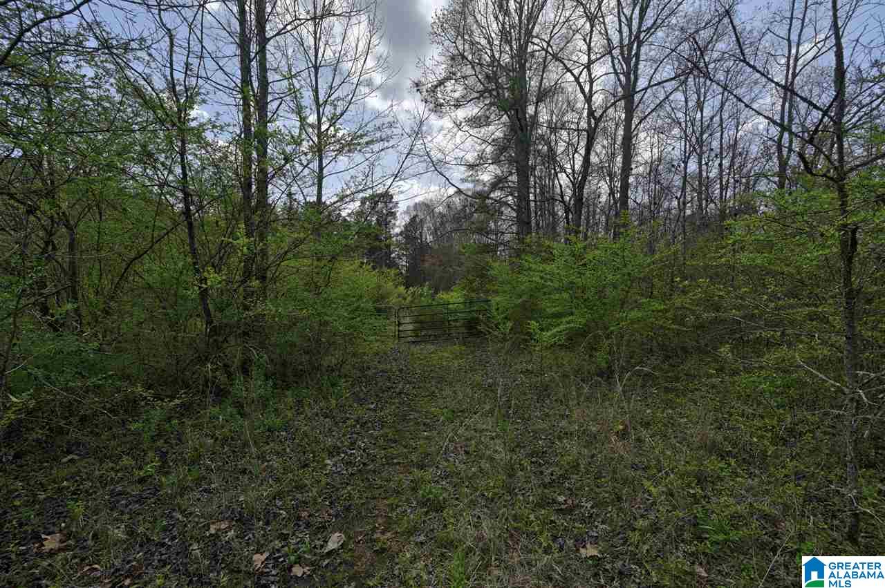 0 Mount Road Blountsville, AL 35031 - Photo 2 of 17