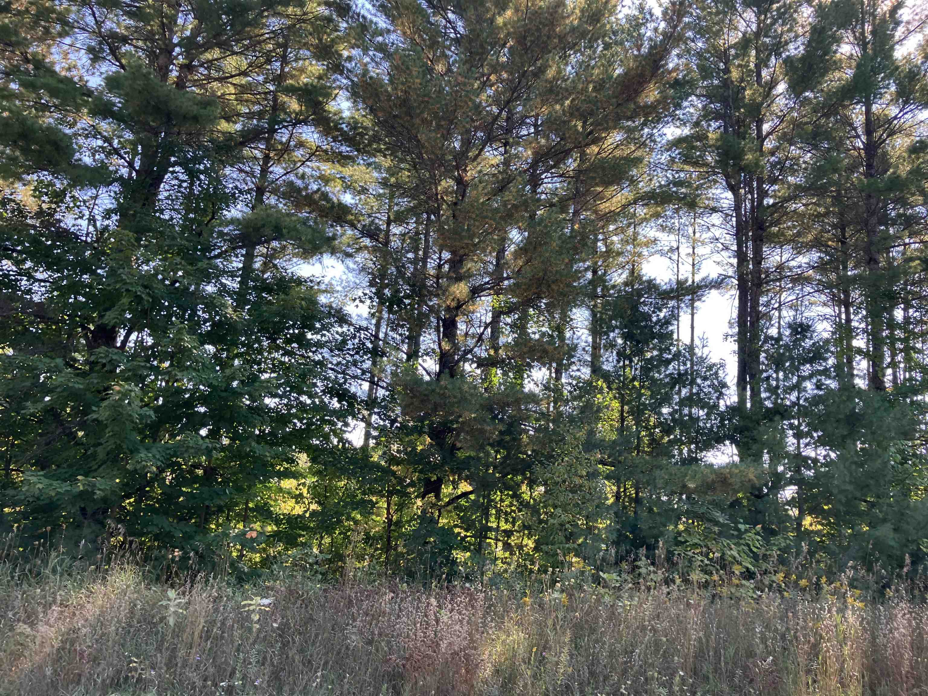 0 Cool Road Southeast, Unit LOT: A Kalkaska, MI 49646 - Photo 9 of 10