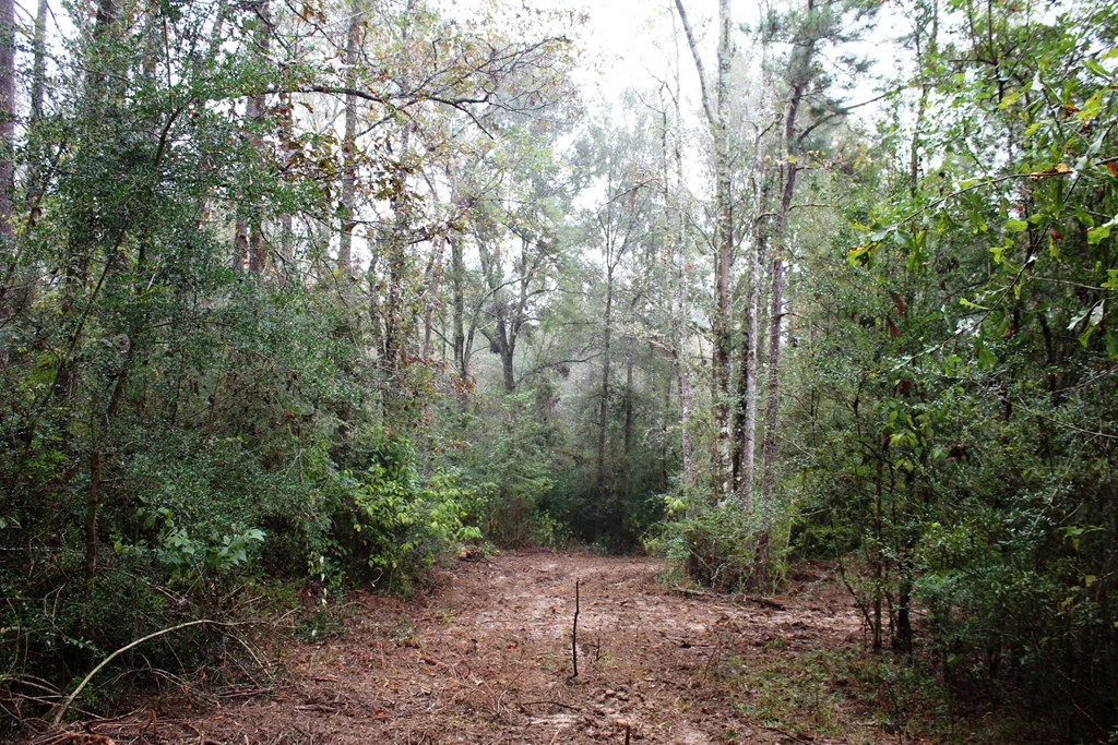 Xxx State Line Road Kentwood, LA 70444 - Photo 7 of 24 Trail