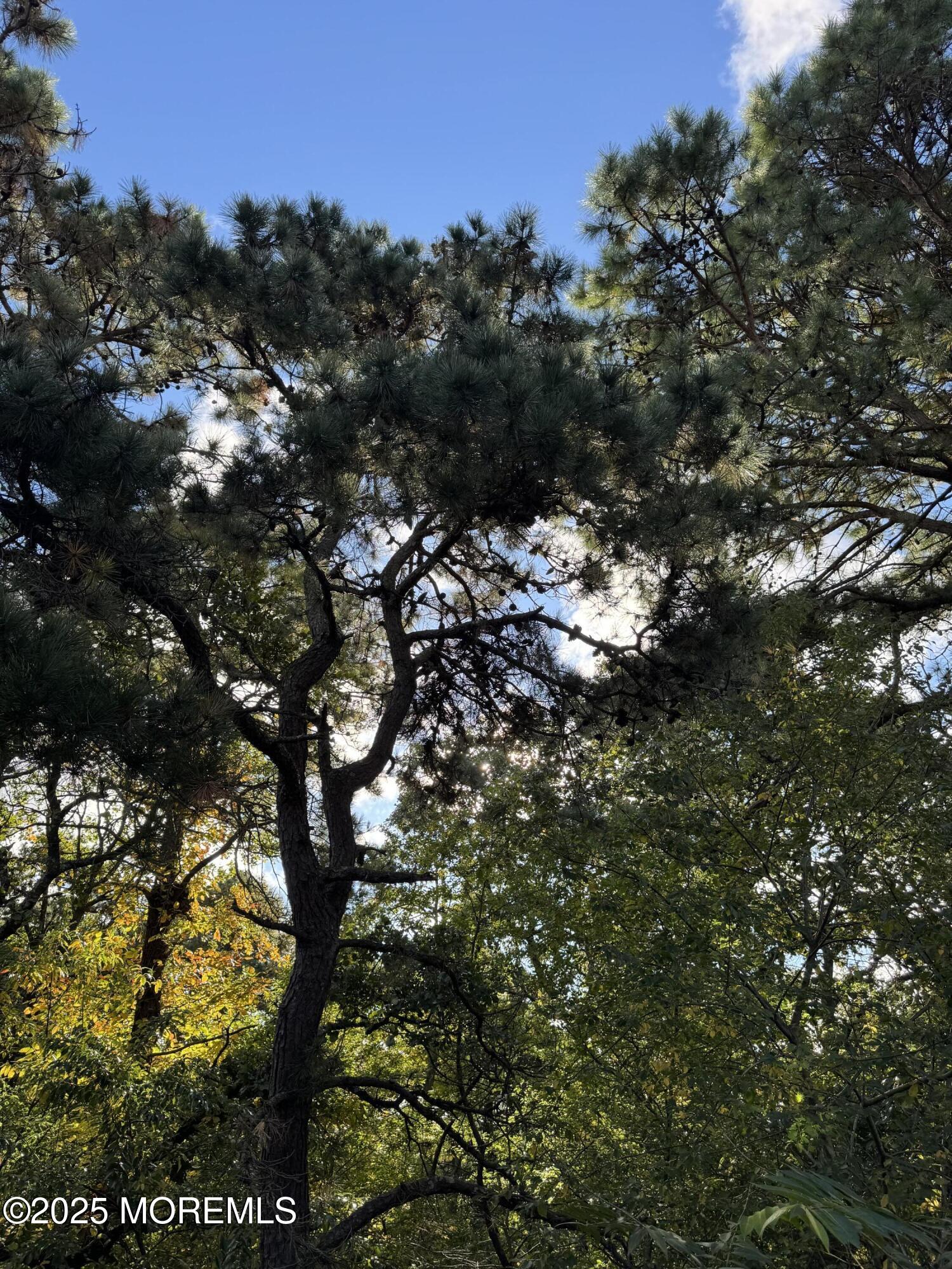 1208 Alpine Trail Neptune Township, NJ 07753 - Photo 14 of 29