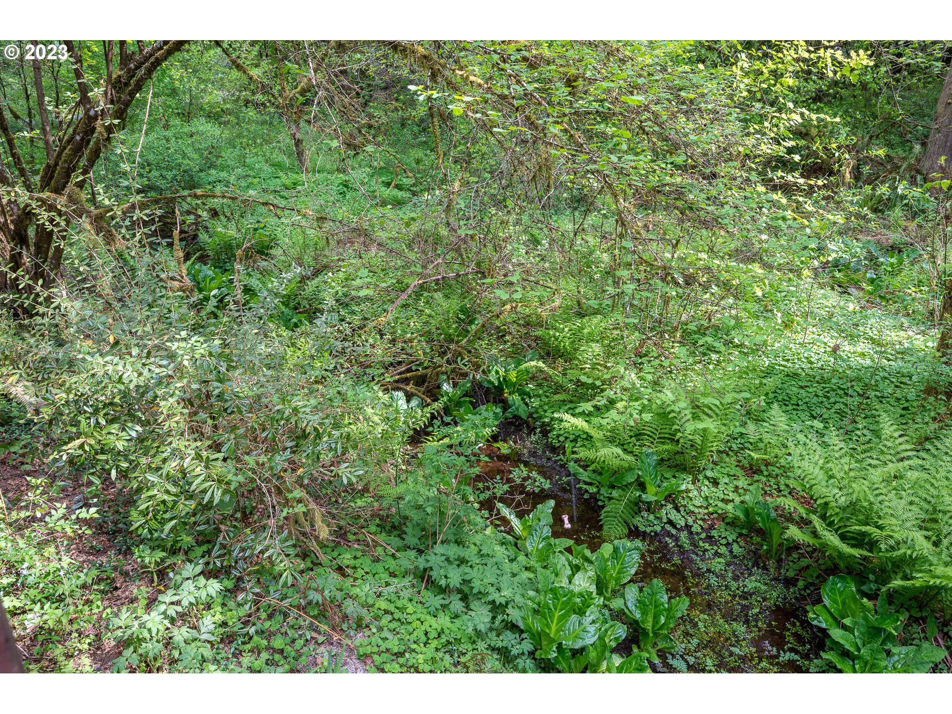 24995 East Old Smokey Road Rhododendron, OR 97049 - Photo 32 of 39 a view of a lush green forest