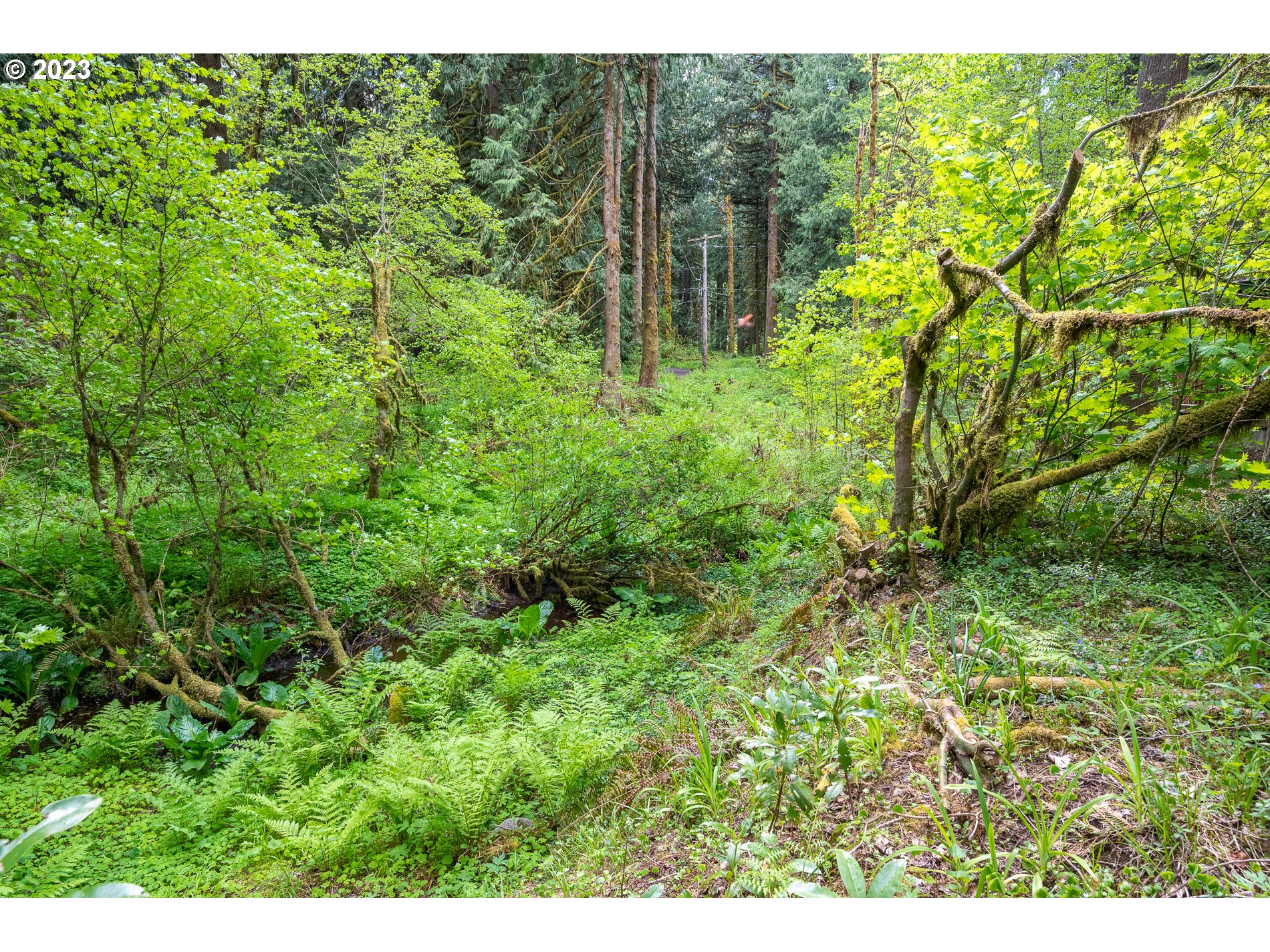 24995 East Old Smokey Road Rhododendron, OR 97049 - Photo 33 of 39 a view of a garden